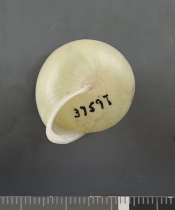Media type: image;   Malacology 37597 Description: Dry shell;  Aspect: BAS